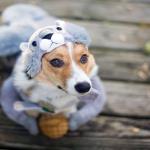 Dogs in Disguise PREMIUM-